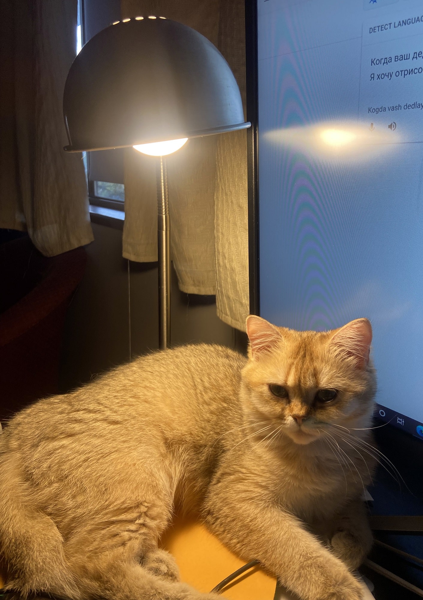 british shorthair Ray
