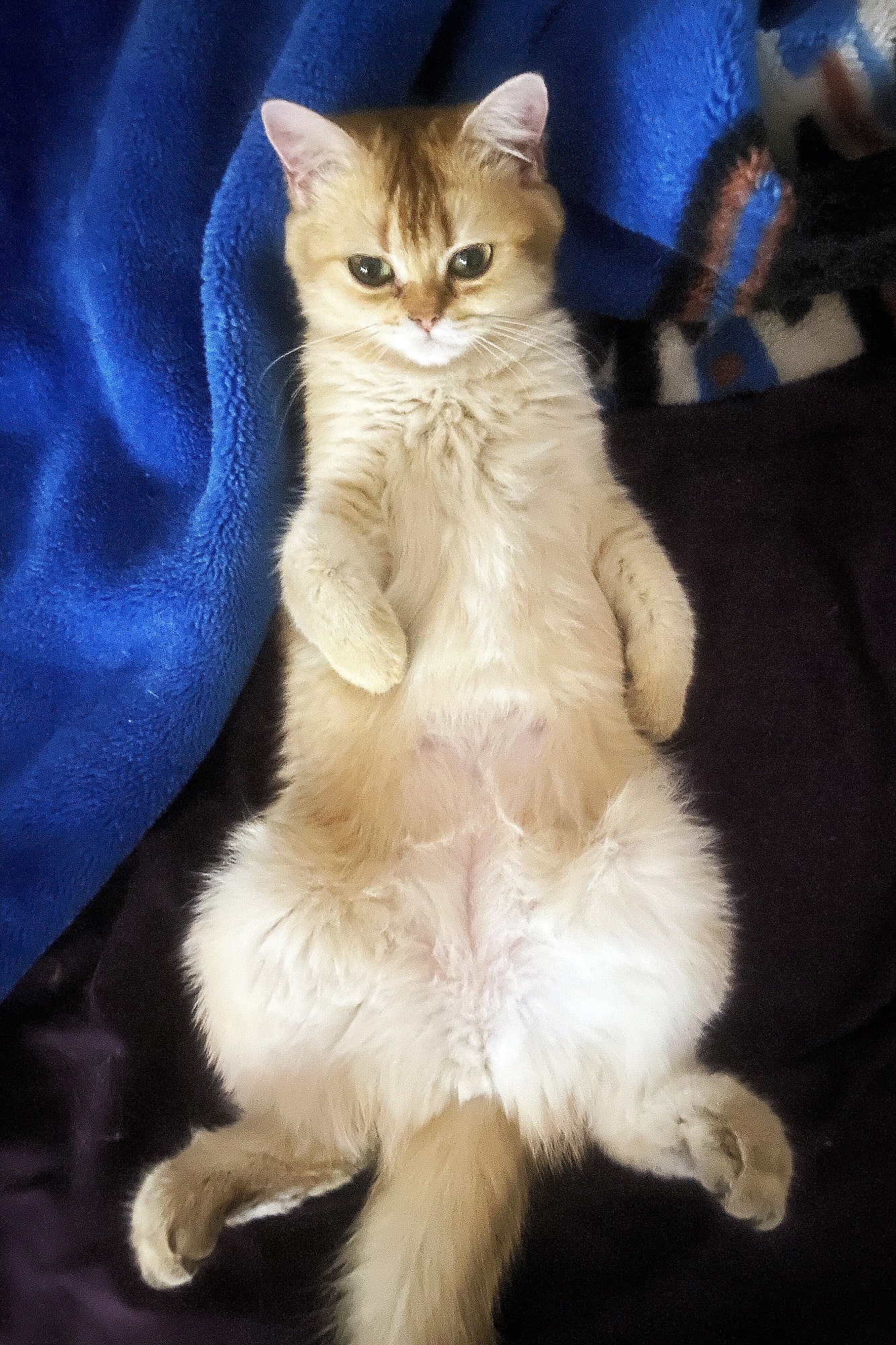british shorthair Ray