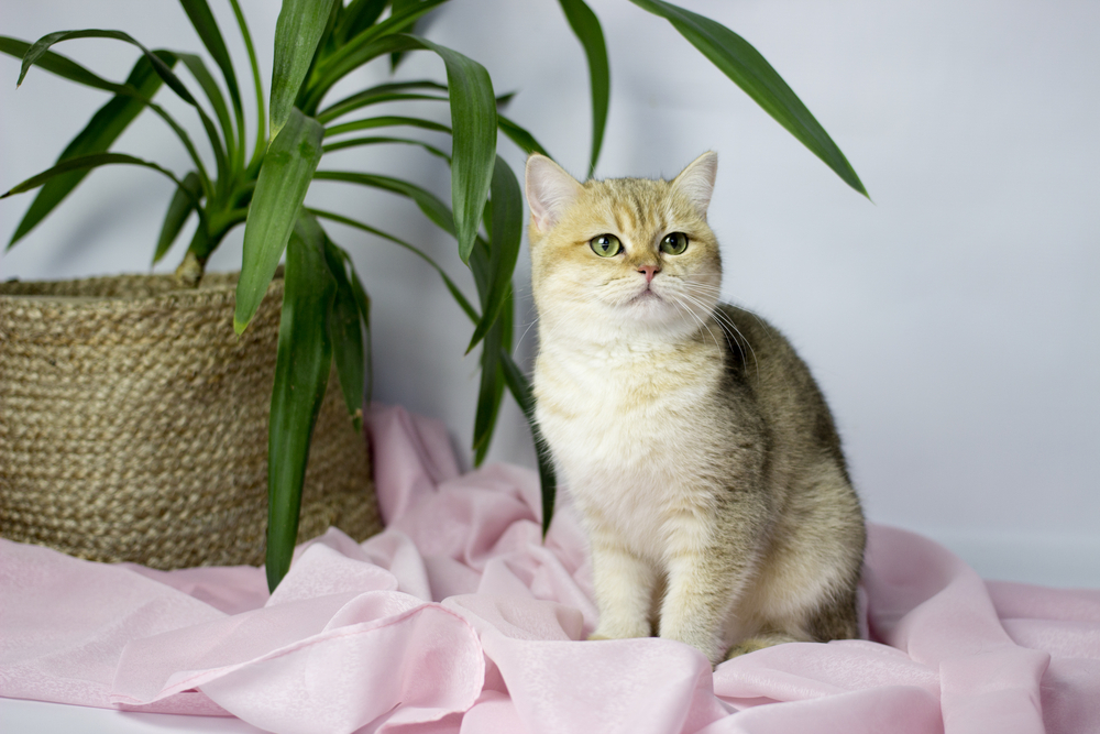 british golden chinchilla