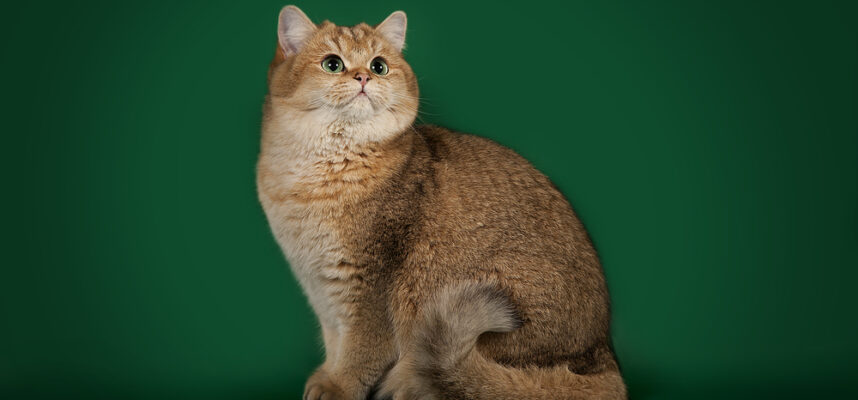 british golden chinchilla