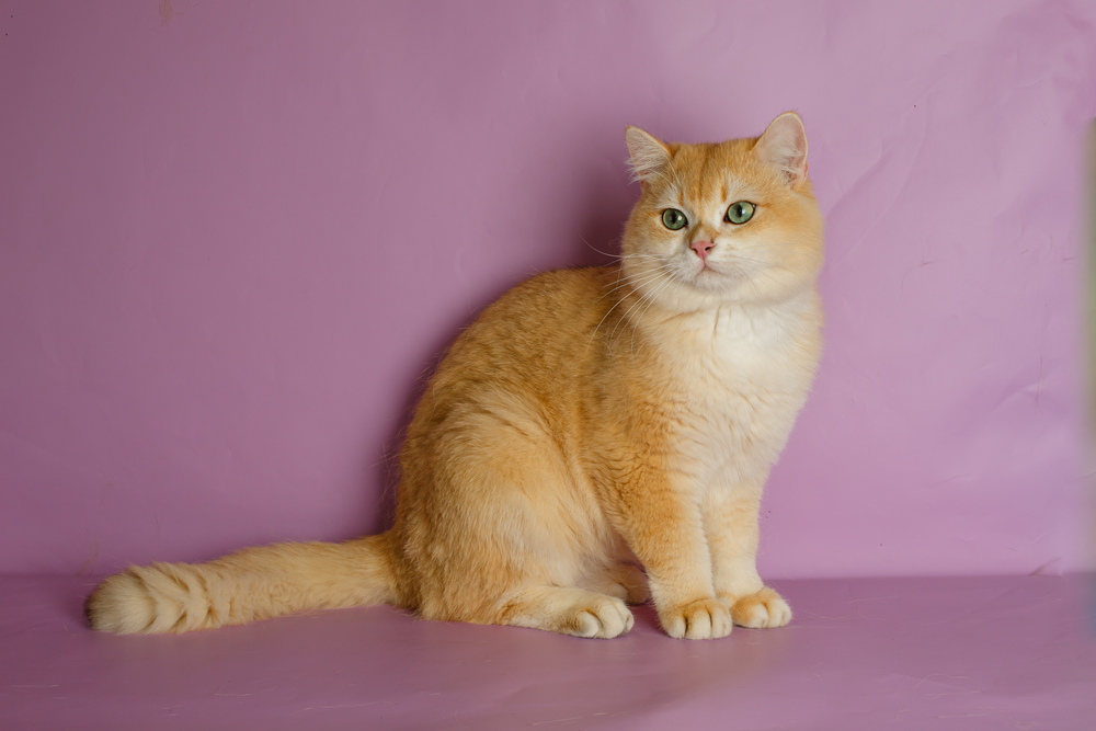 british golden chinchilla