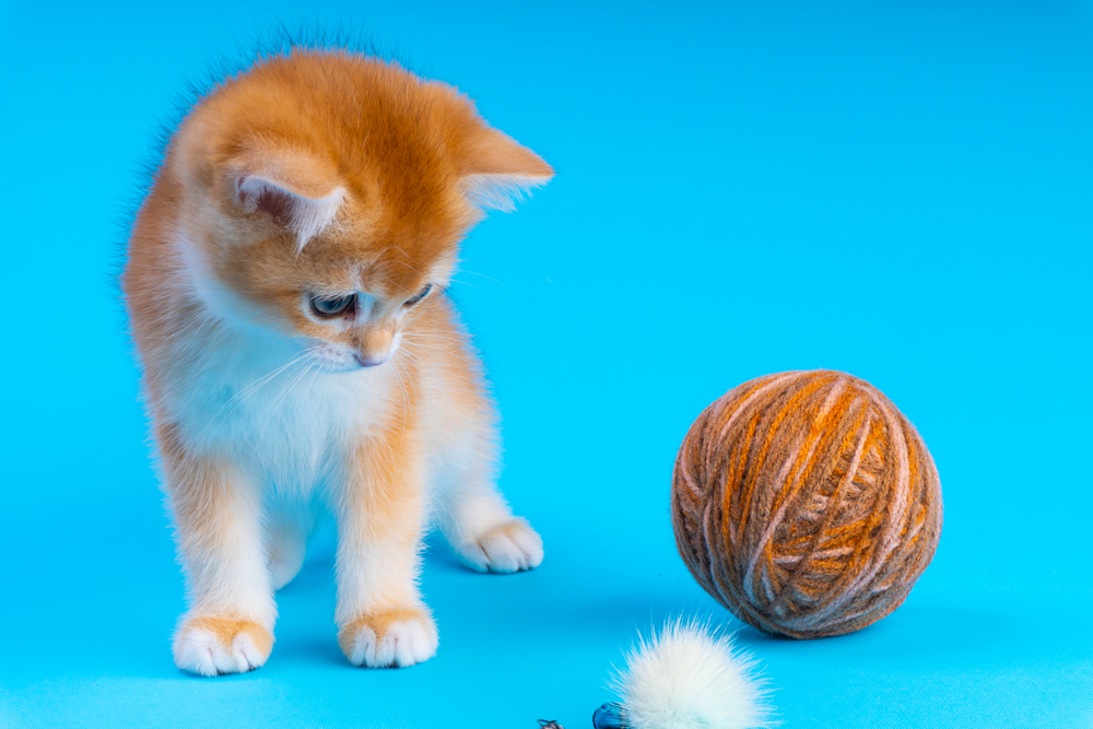 british golden chinchilla