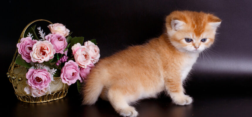 british golden chinchilla