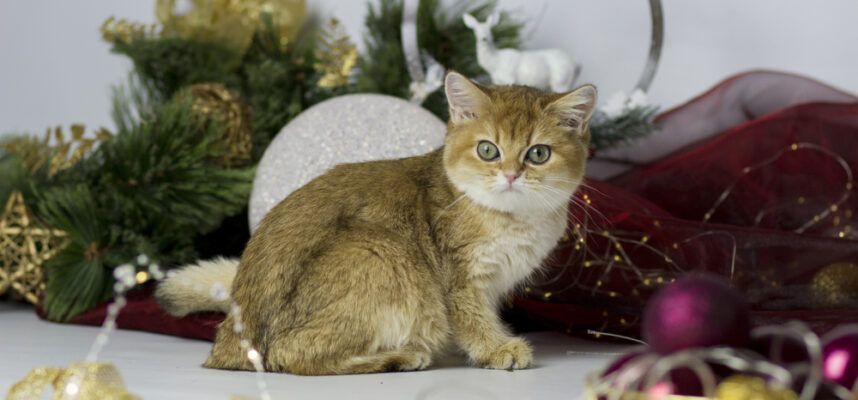 british golden chinchilla