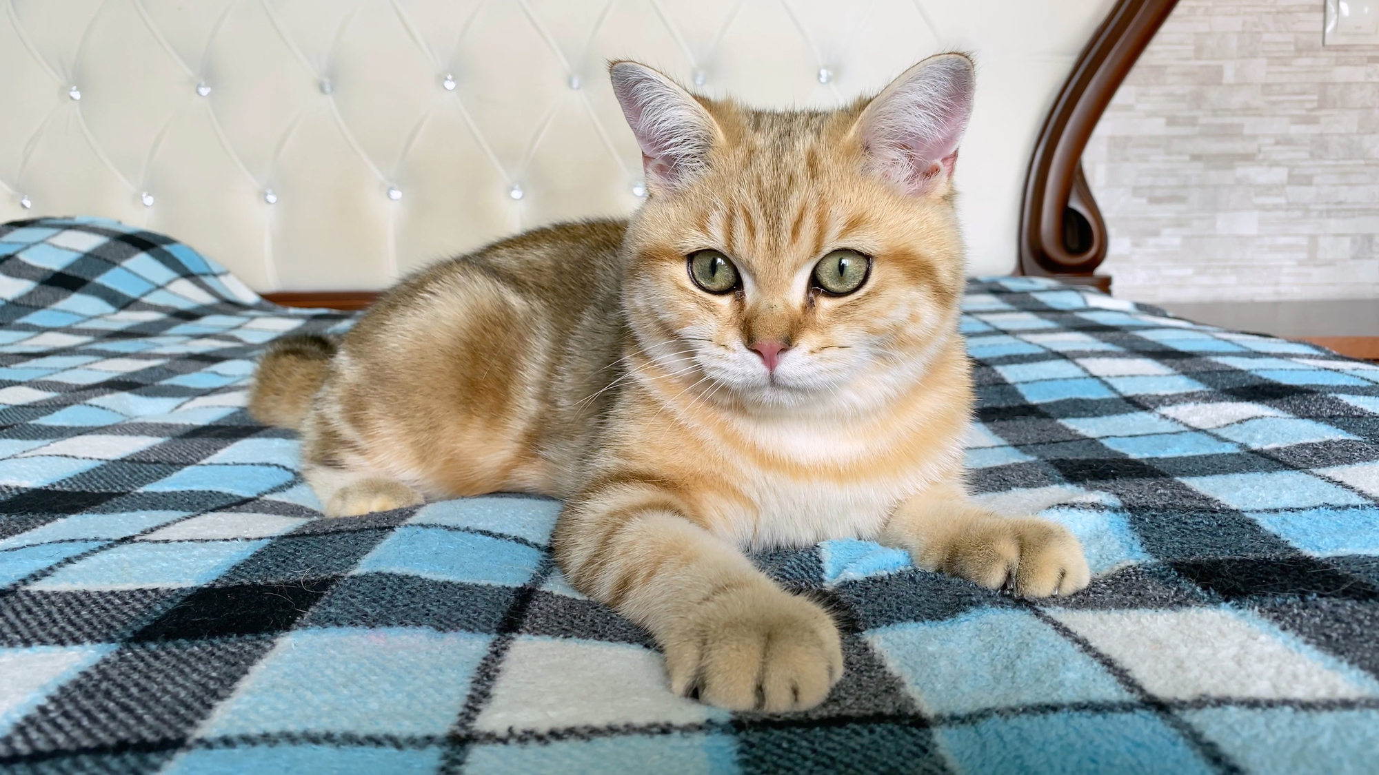 british golden chinchilla