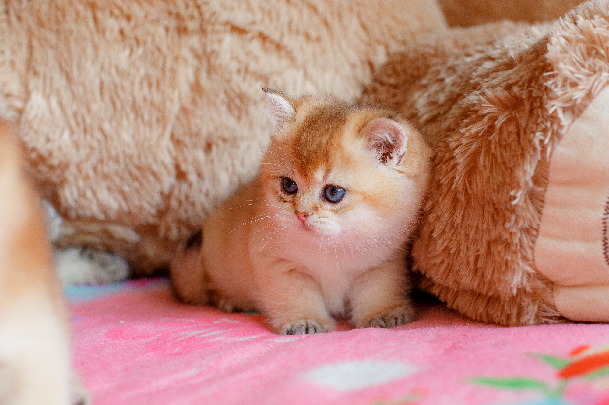 british golden chinchilla