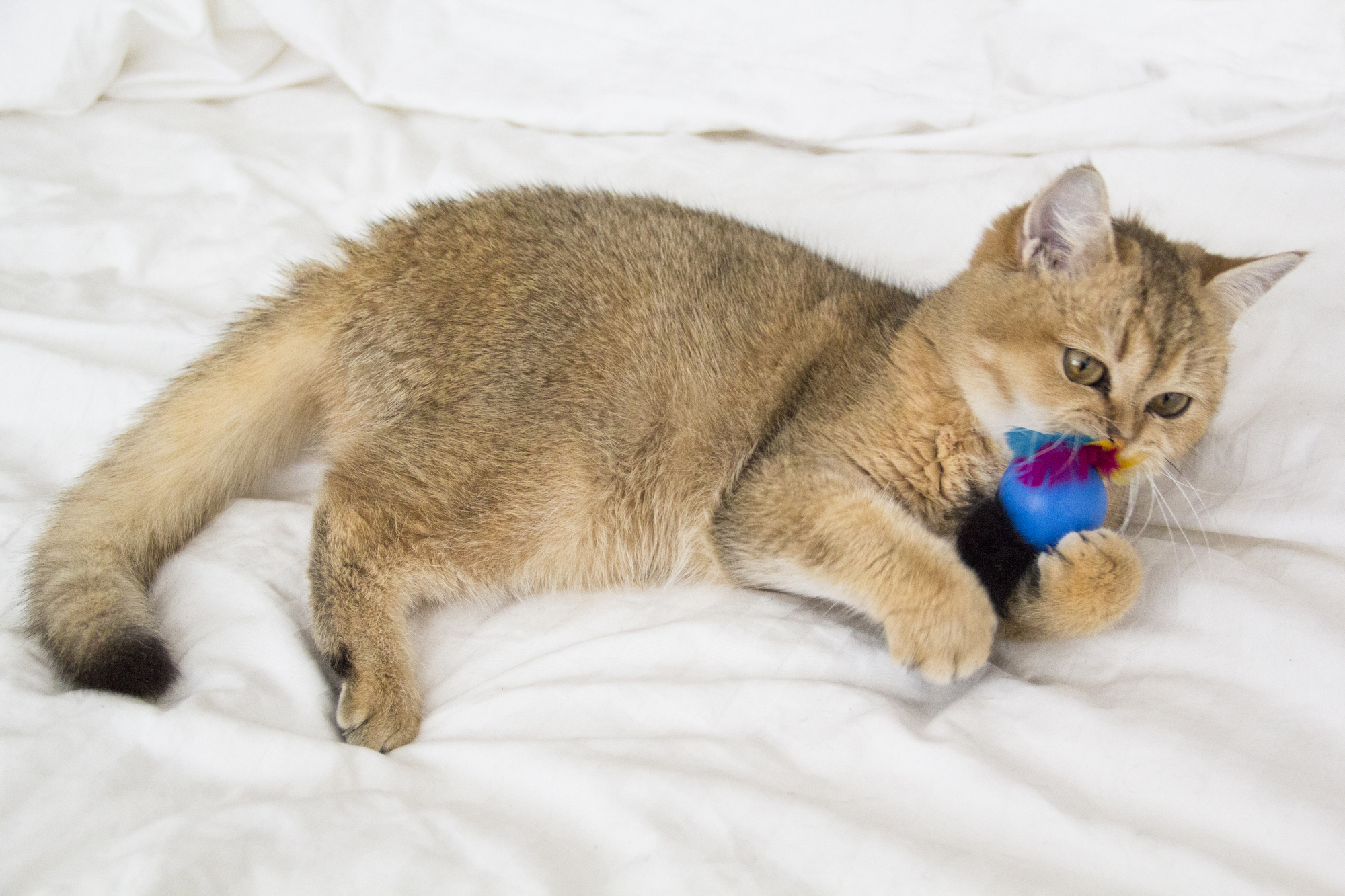 british golden chinchilla