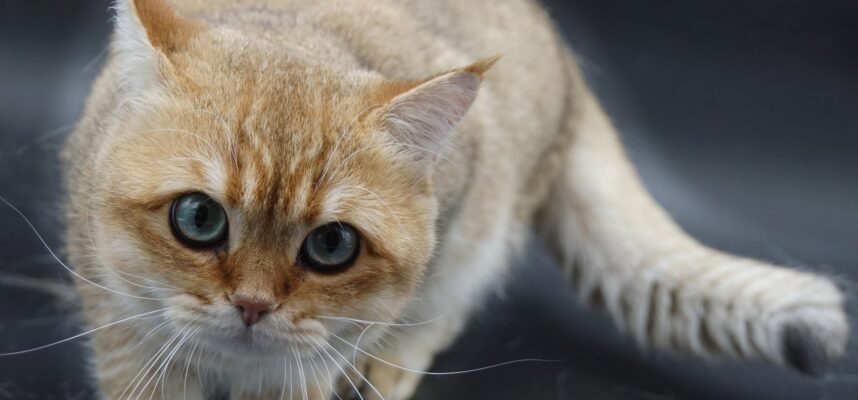 british shorthair Colonel Bell