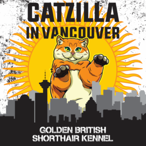 Catzilla in Vancouver - Golden British Shorthair Kennel