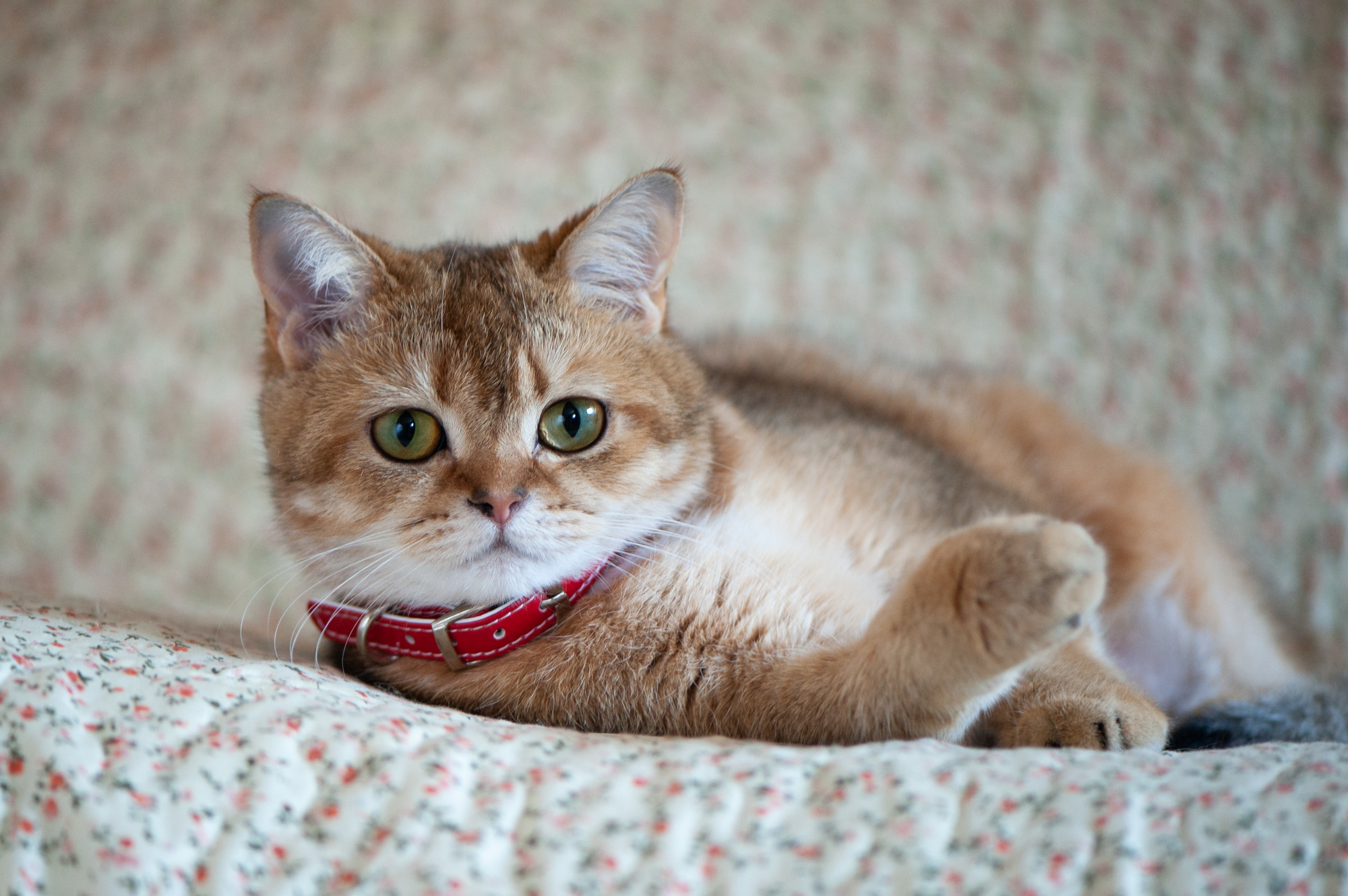  Orange british shorthair