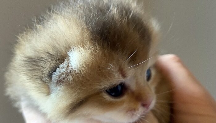 british shorthair chinchilla kittens for sale