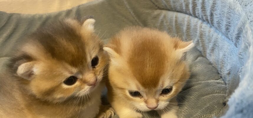 british shorthair kittens