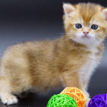 golden british shorthair kitten