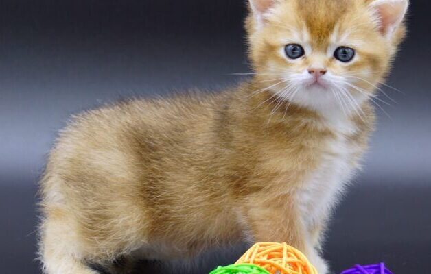 golden british shorthair kitten