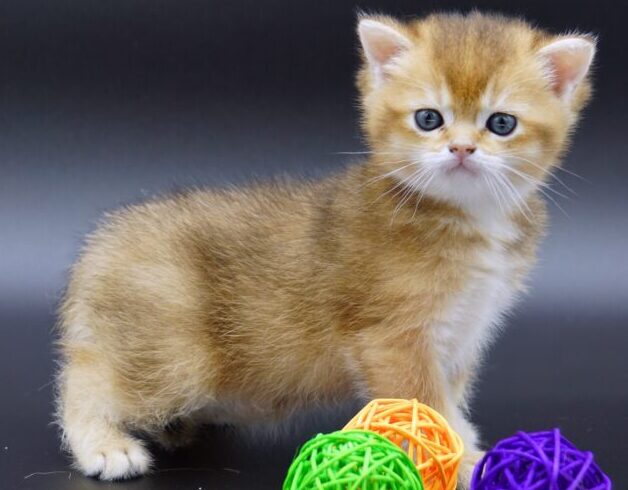 Kittens For Sale Vancouver Why There Is Interest Britishshorthair