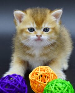 golden british shorthair kitten Bun