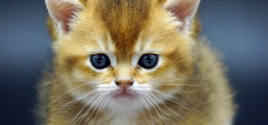 golden british shorthair