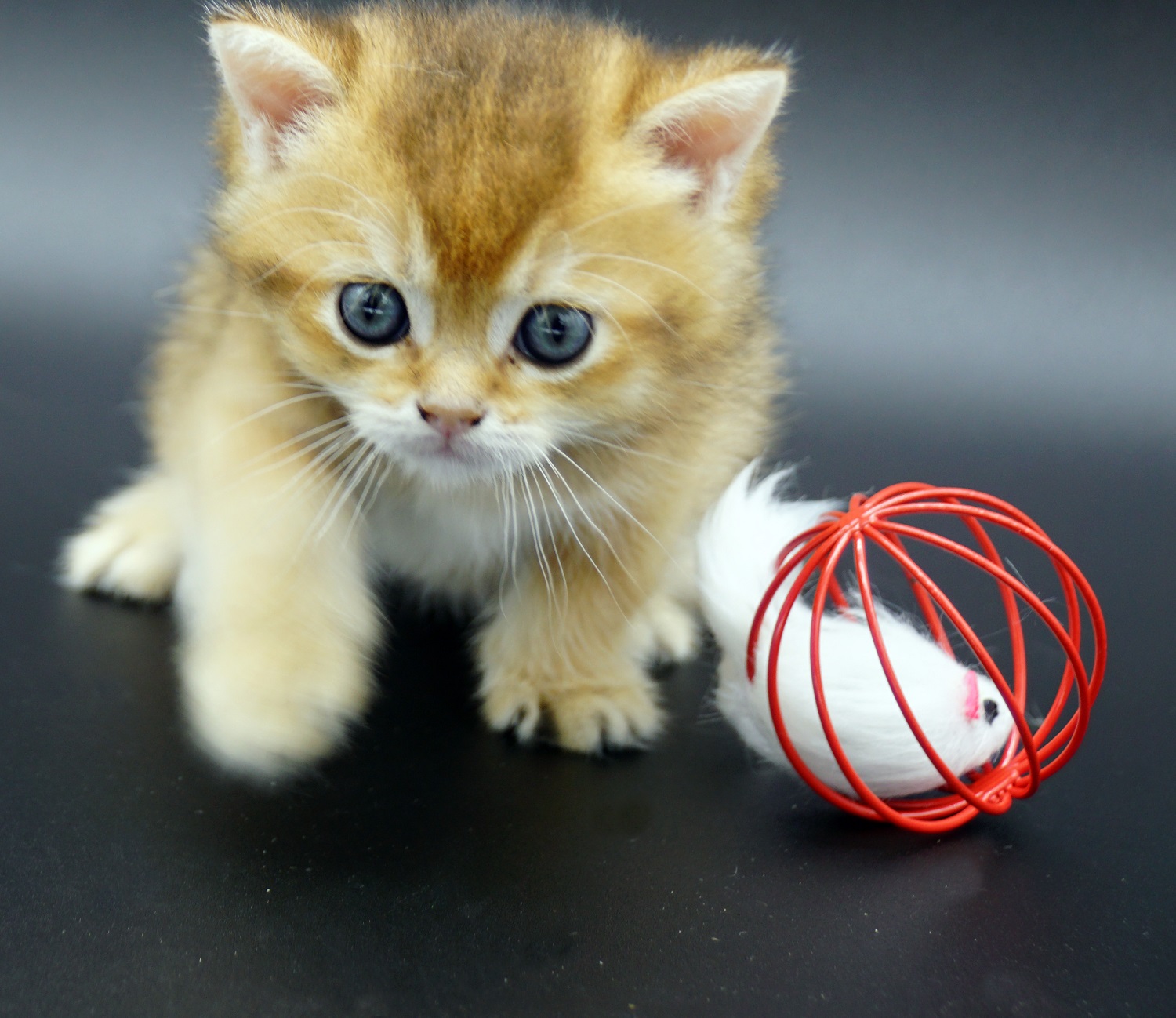 golden british shorthair kitten Sunbeam