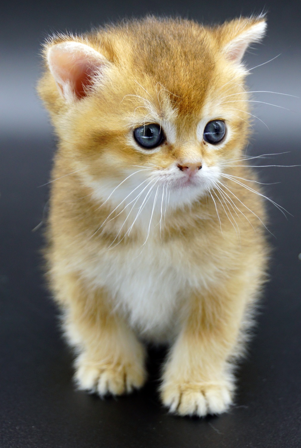 golden british shorthair kitten Sunbeam