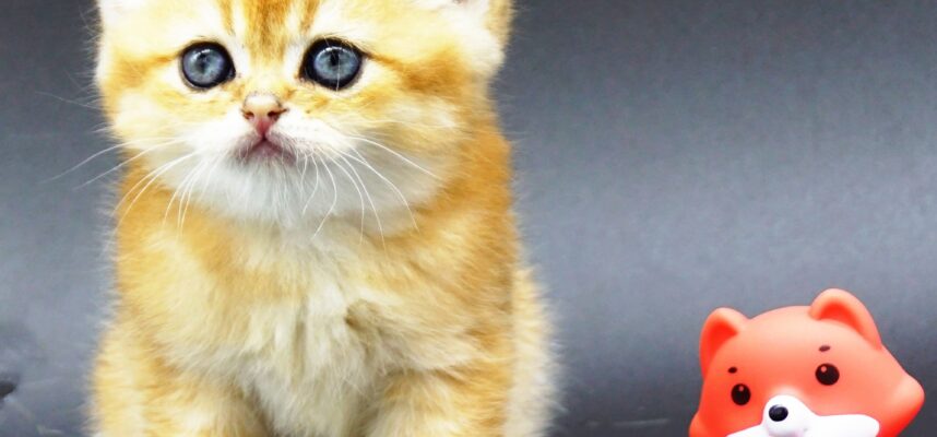 British Golden Chinchillas kitten Chip