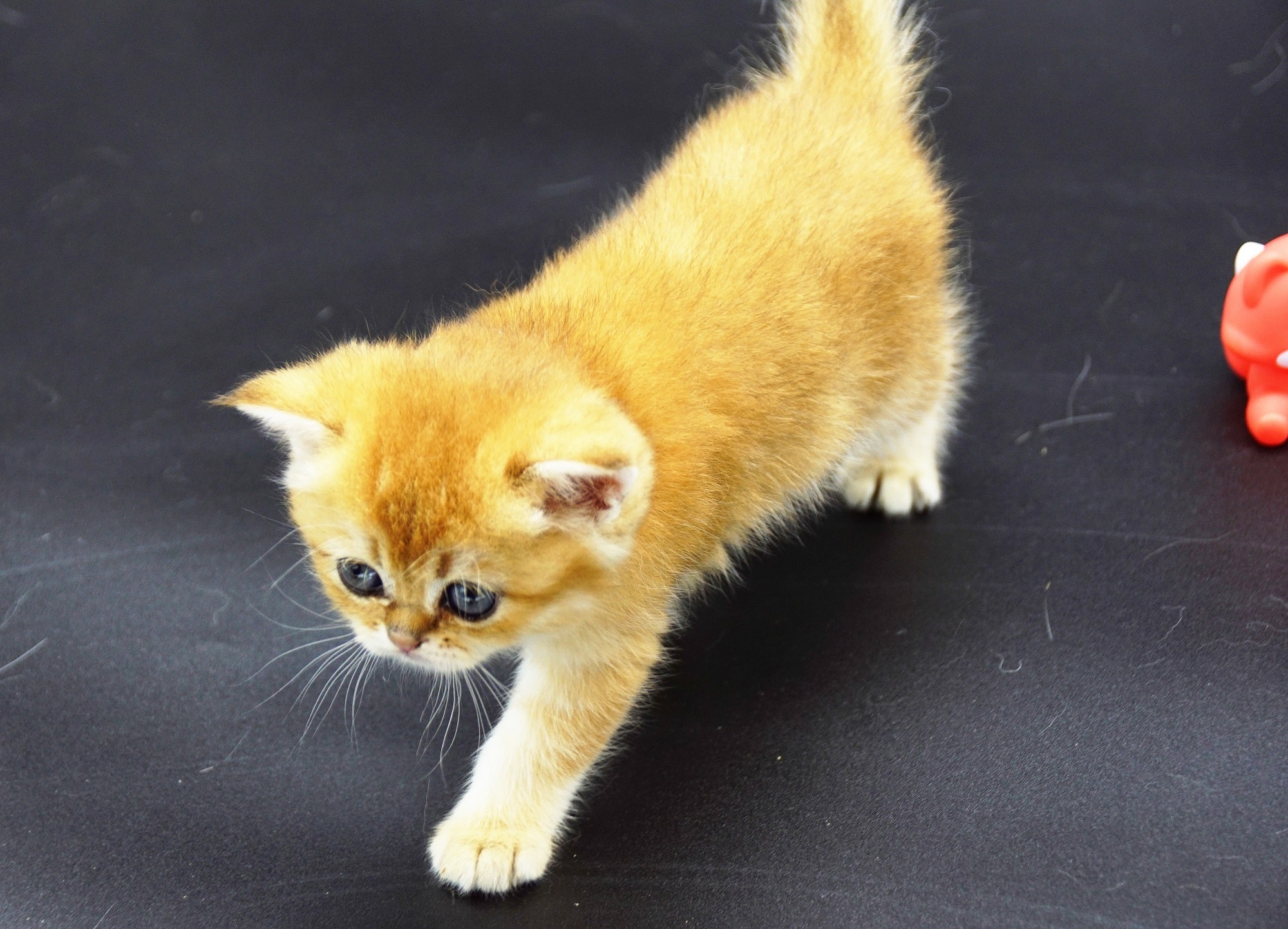 British Golden Chinchillas kitten Chip