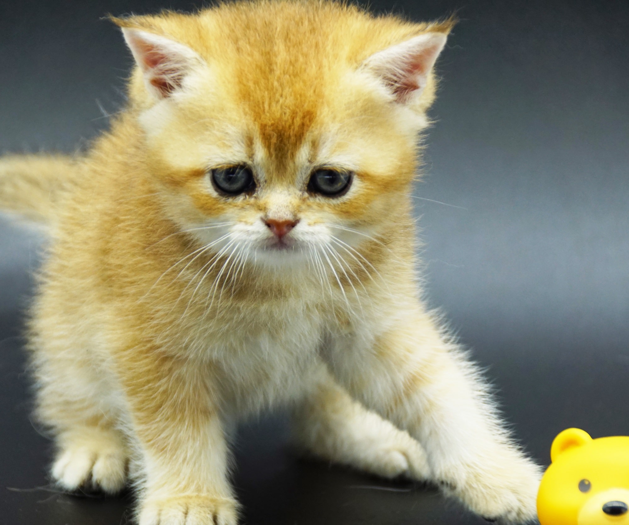 British Golden Chinchillas kitten Dale