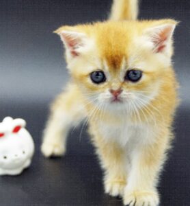 British Golden Chinchillas kitten Gadget Hackwrench