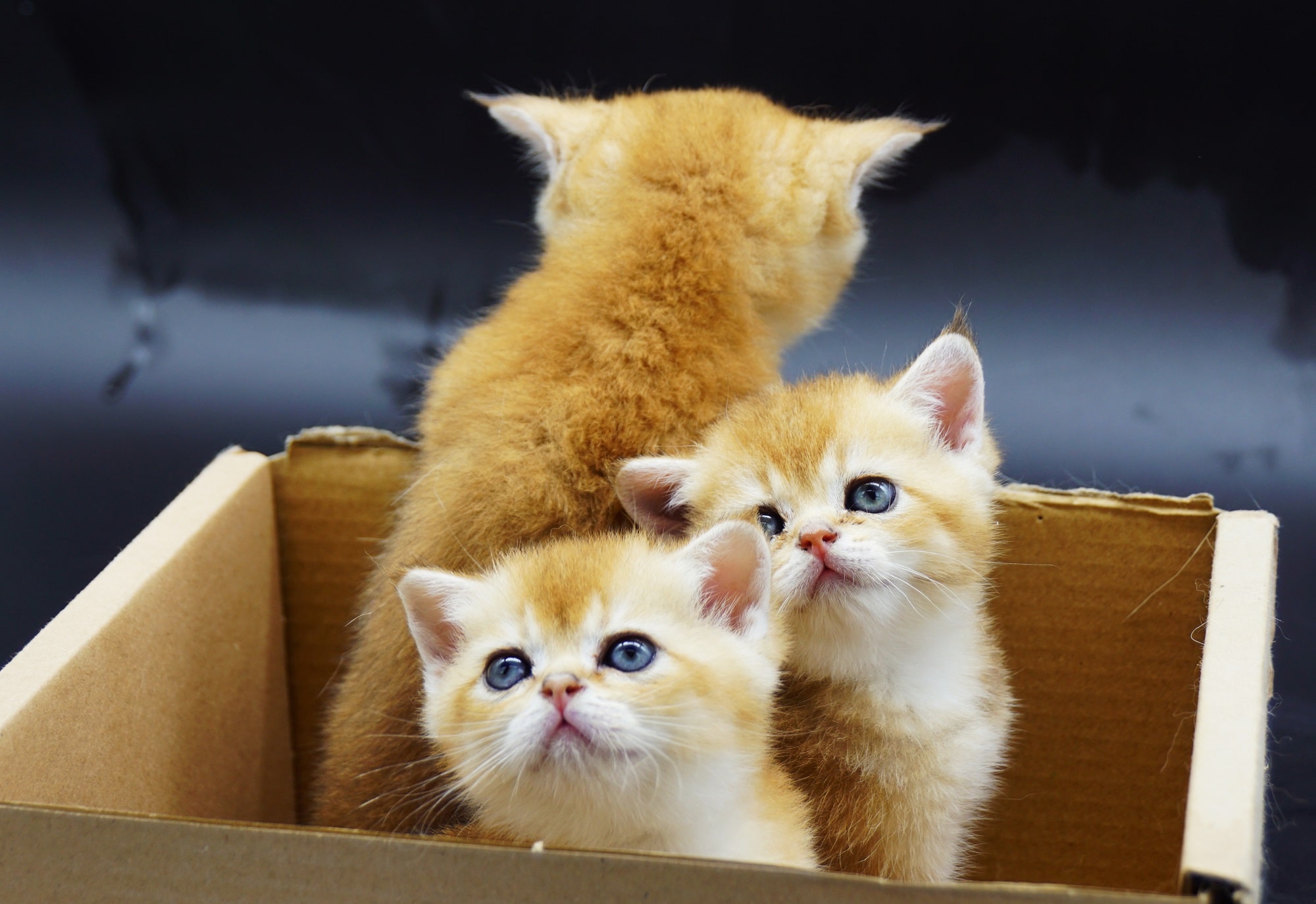 British Golden Chinchillas kitten Gadget Hackwrench