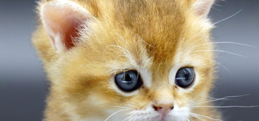 golden british shorthair kitten