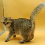 british shorthair Princess
