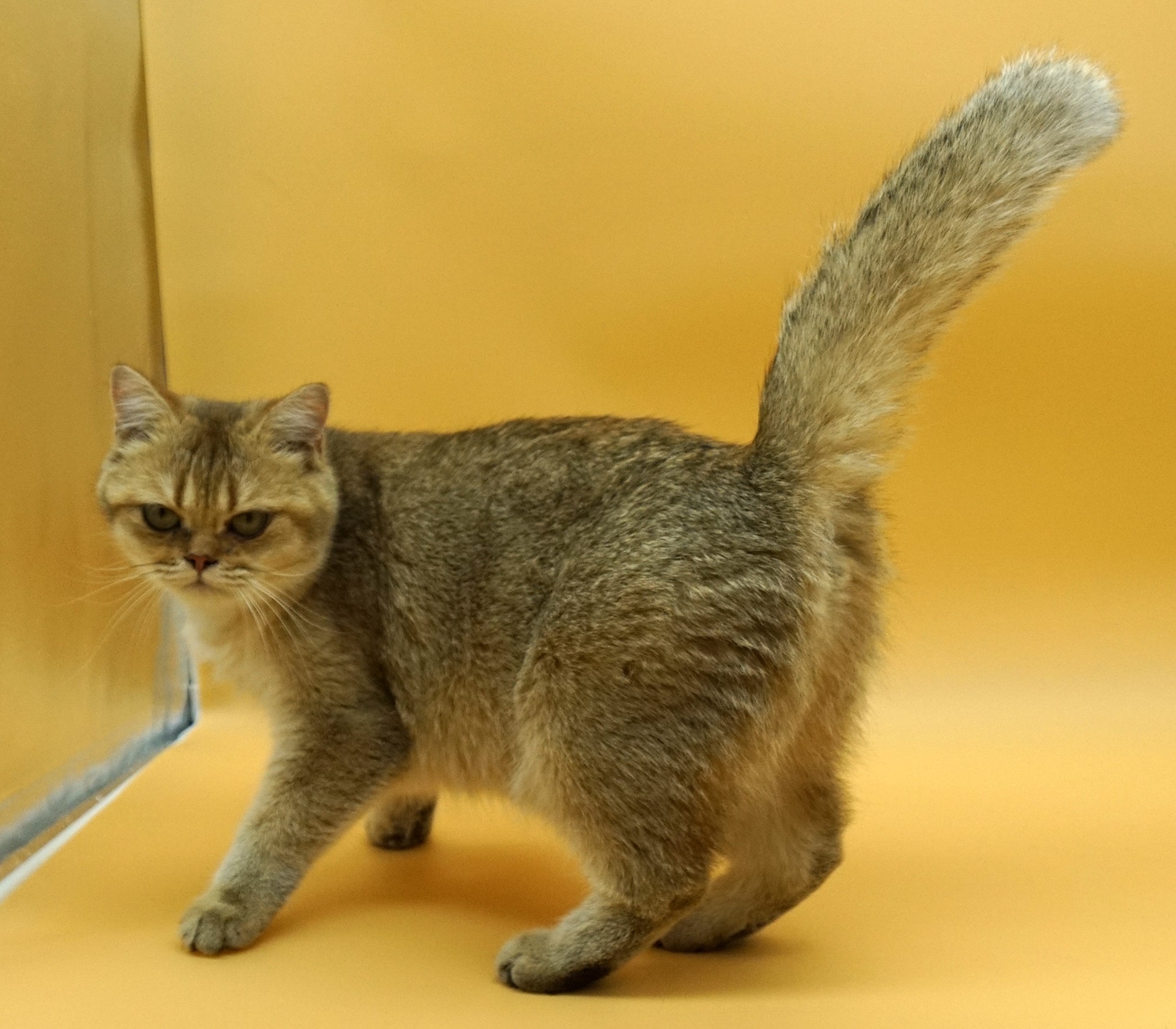 Princess british shorthair Vancouver britishshorthair