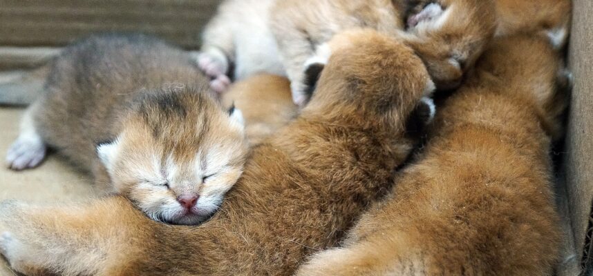 british shorthair for sale Vancouver