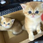 british shorthair kittens Vancouver