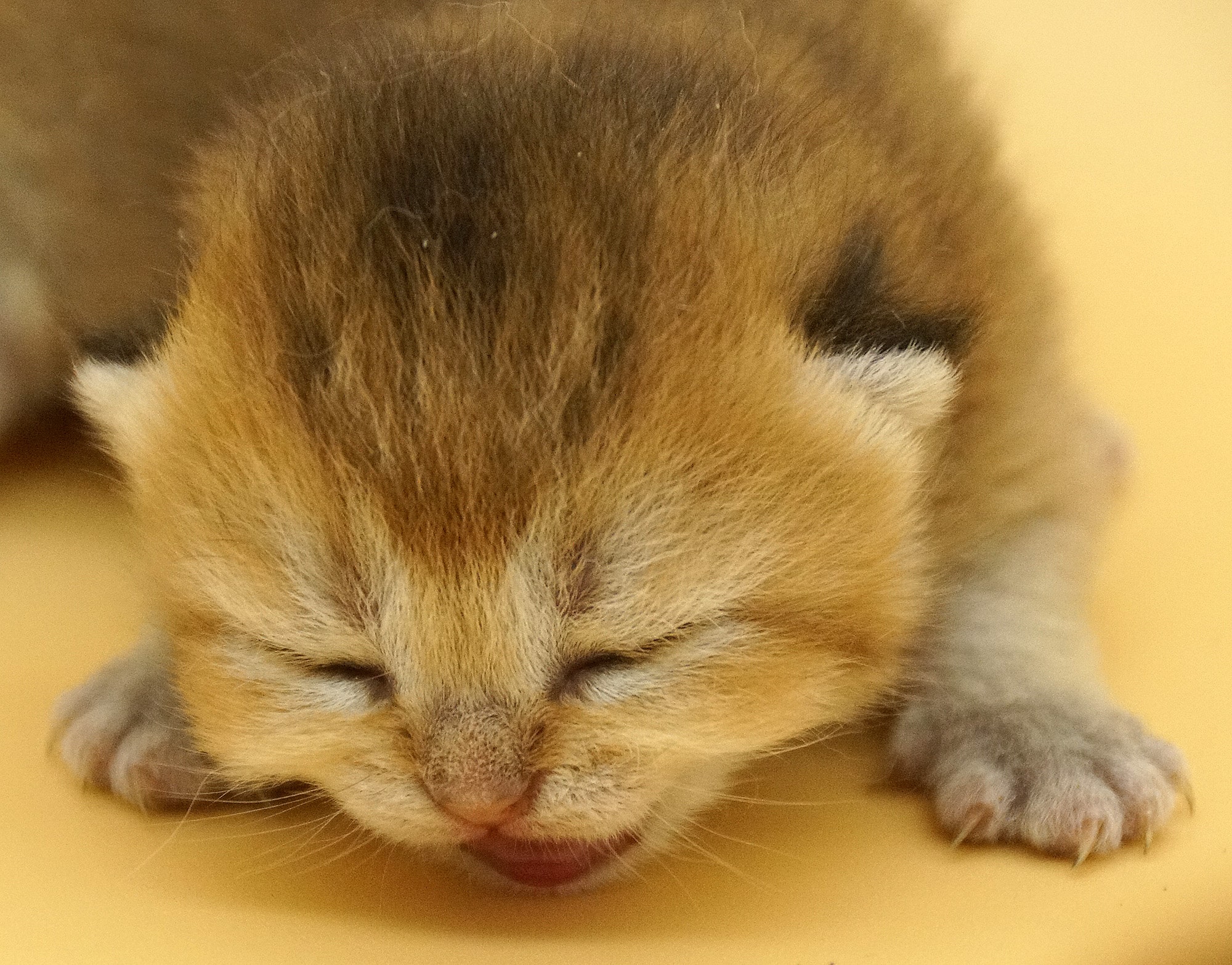 british shorthair kittens Vancouver