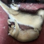 british shorthair kittens for sale BC