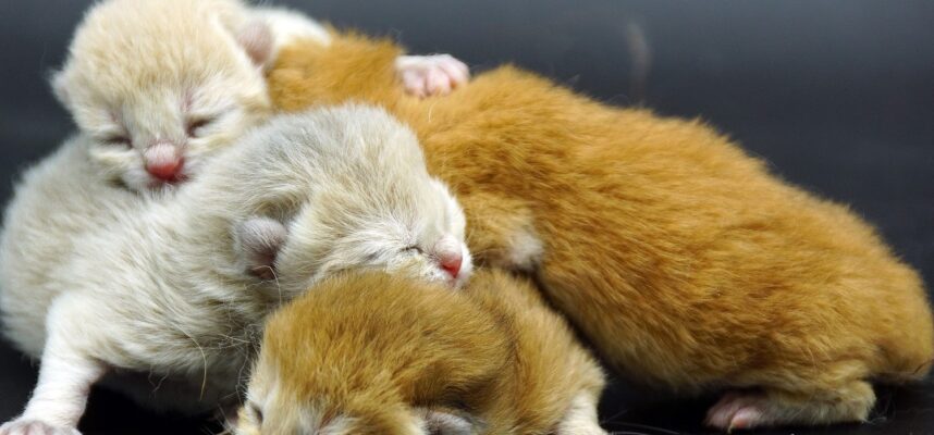 british shorthair kittens vancouver