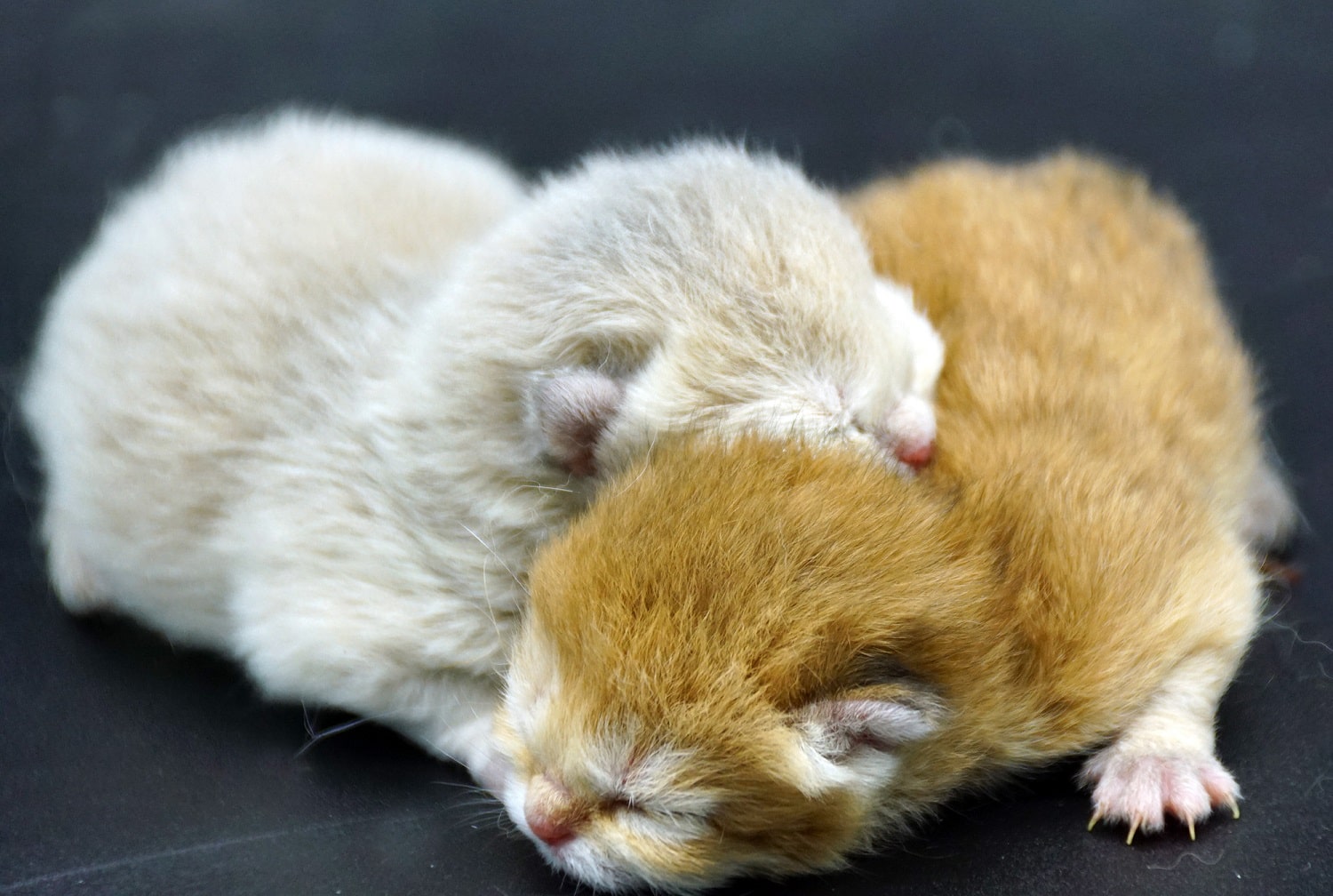 british shorthair kittens vancouver