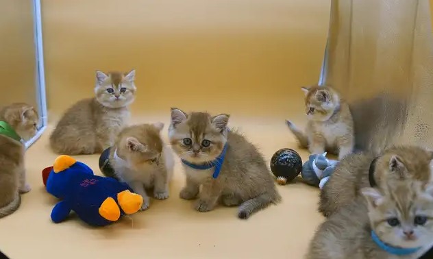 British shorthair kittens for sale