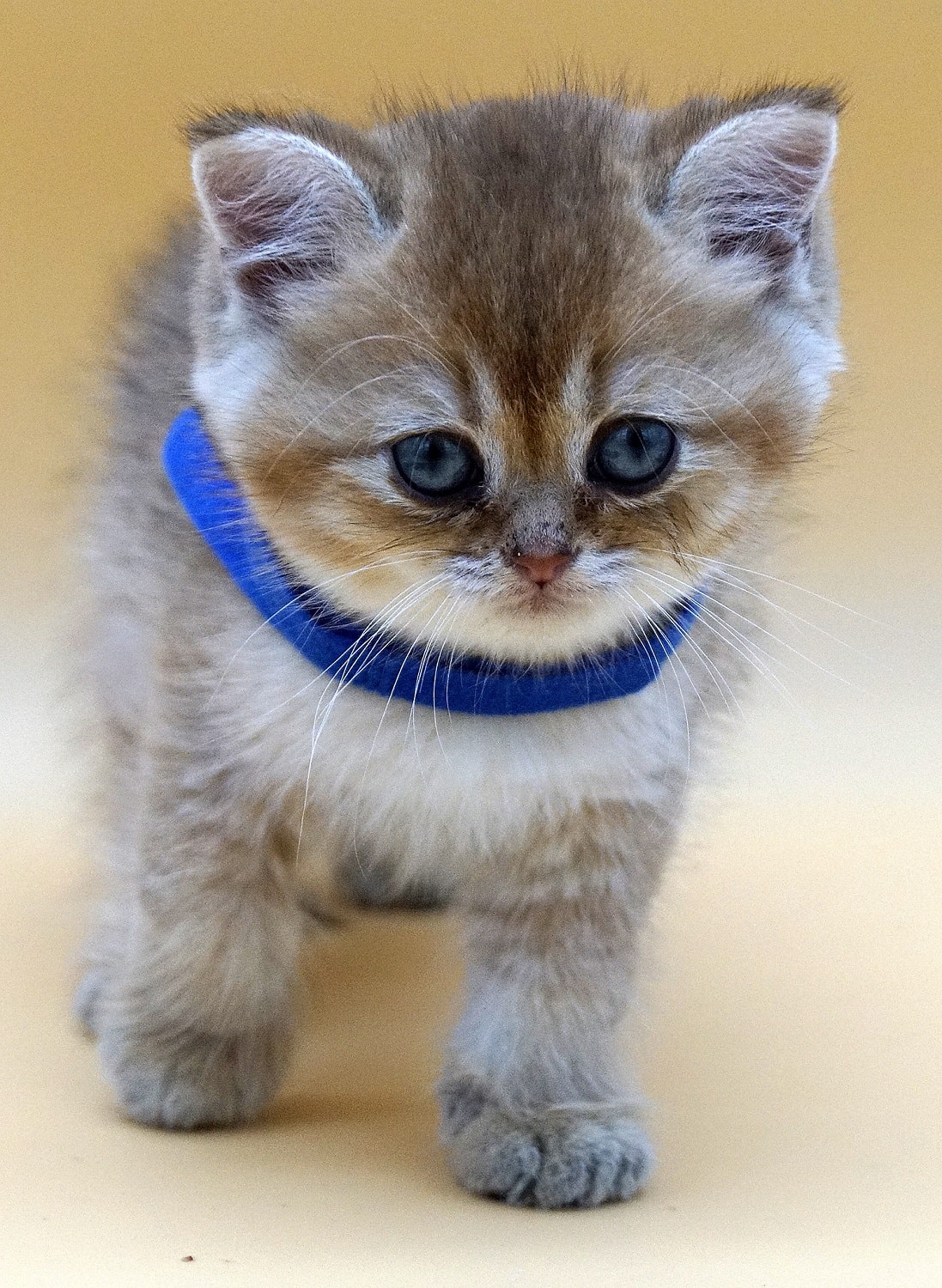 british shorthair kitten Apollo