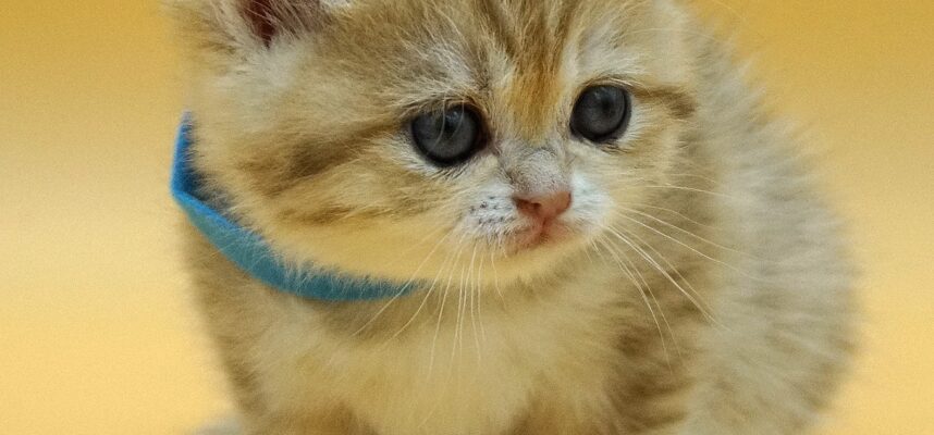 british shorthair kitten Clio