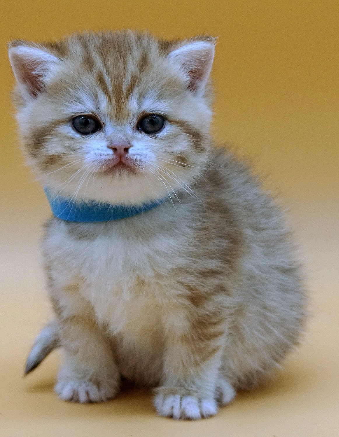 british shorthair kitten Clio