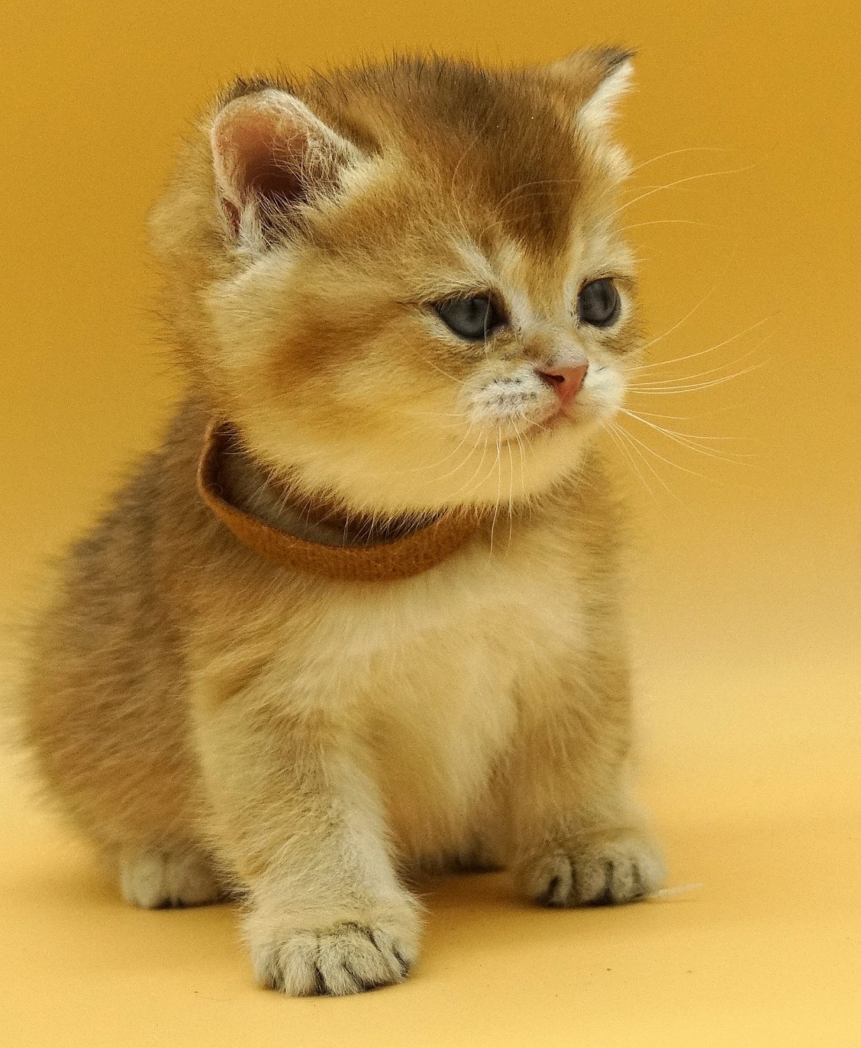 british shorthair kitten Dionys