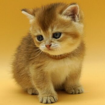 british shorthair kitten Dionys