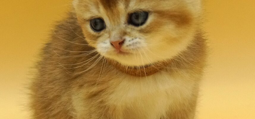 british shorthair kitten Dionys