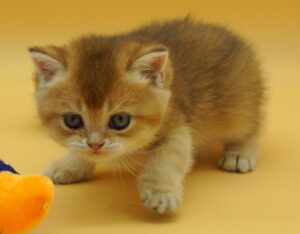 british shorthair kitten Geb