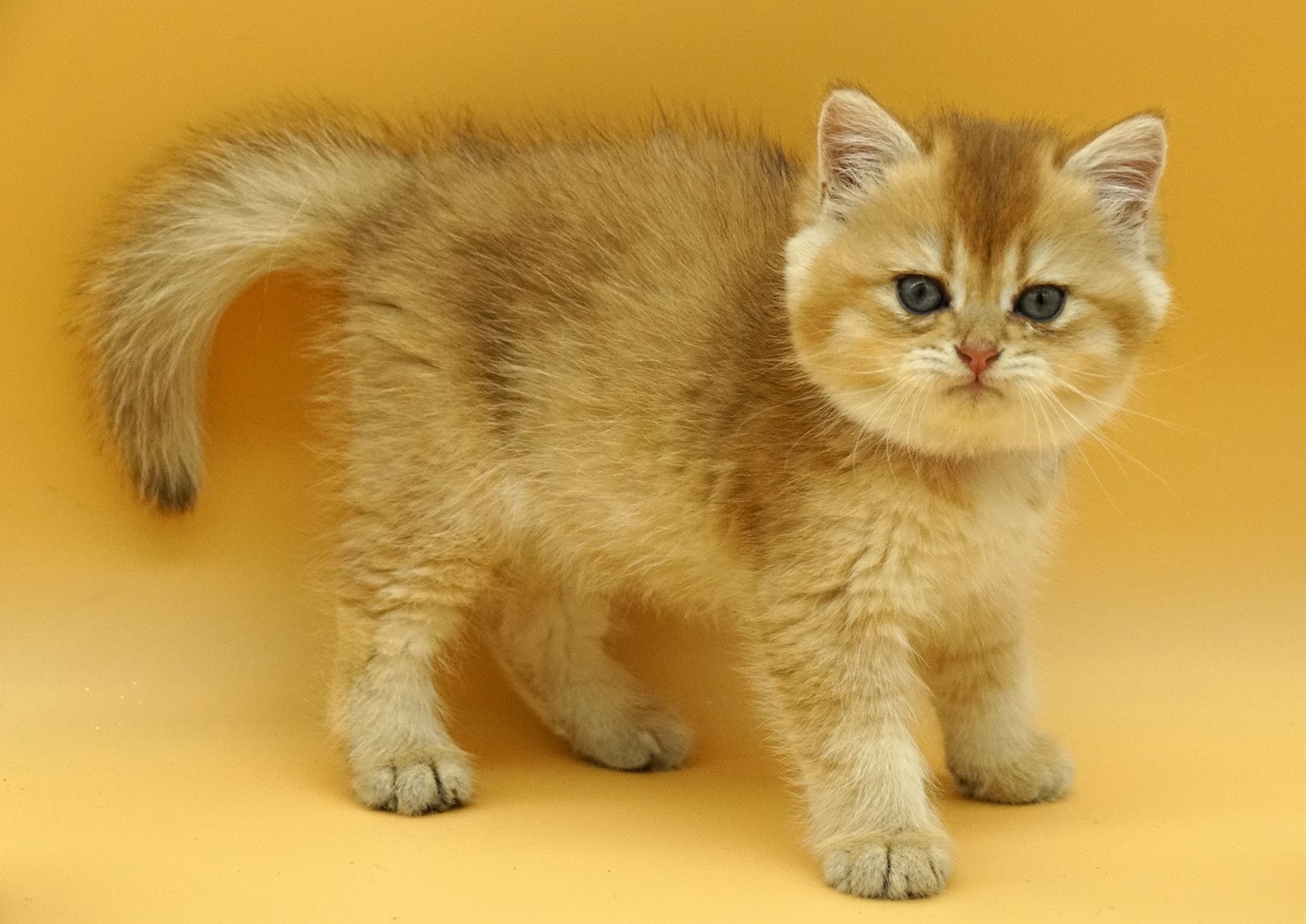 british shorthair kitten Mars