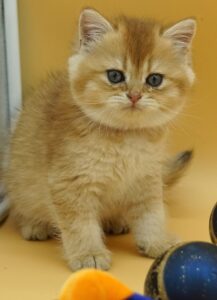 british shorthair kitten Mars