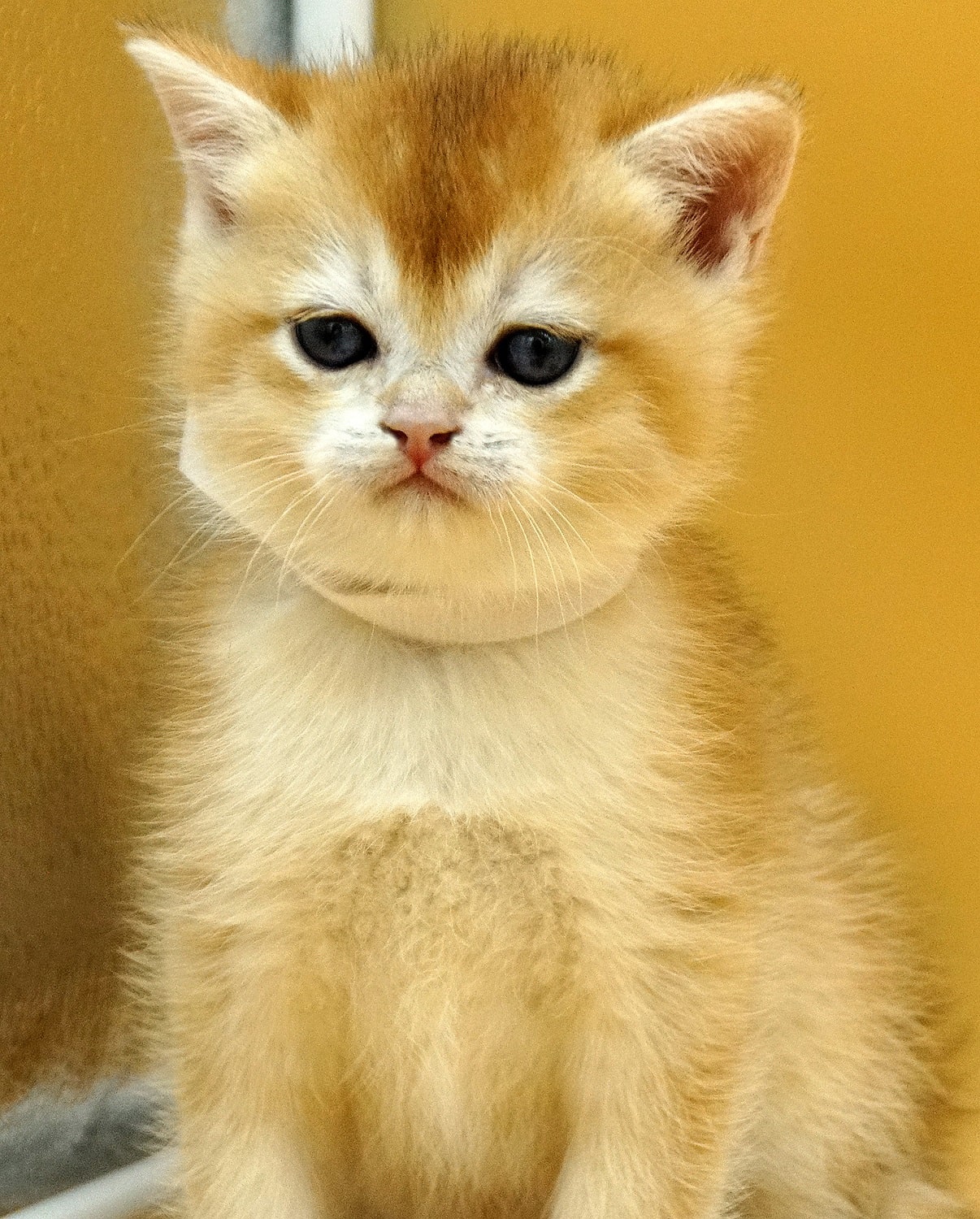 british shorthair kitten Tor