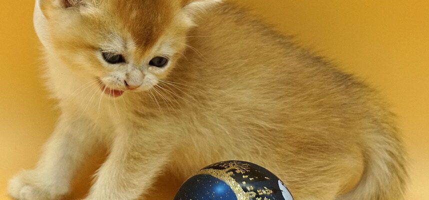 british shorthair kitten Tor