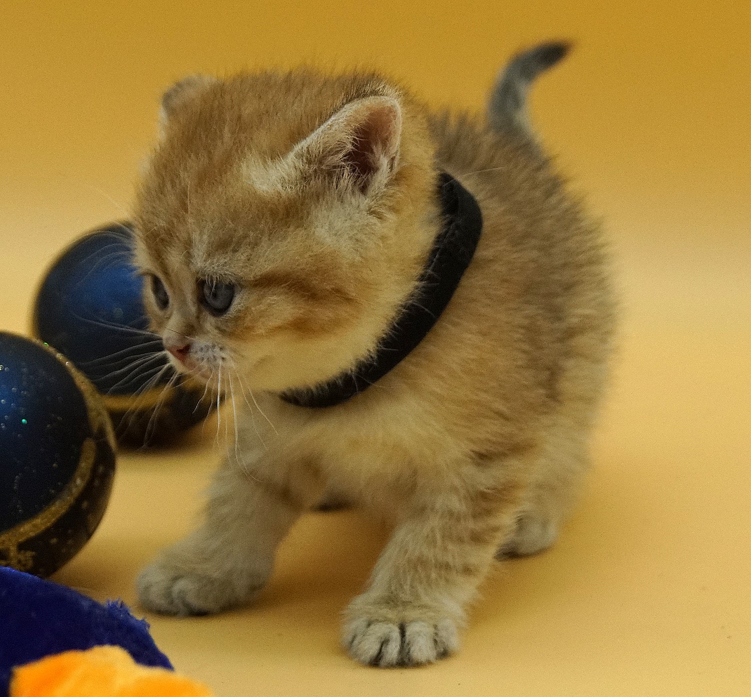 british shorthair kitten Volcano
